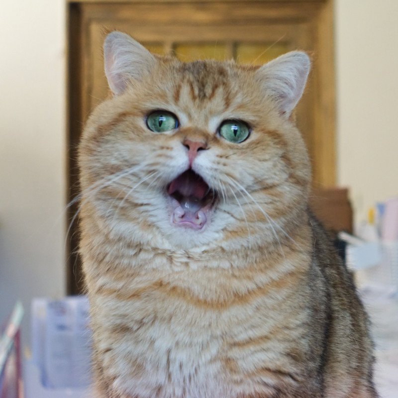 Boubou Mâle British Shorthair Boubou Mâle British Shorthair