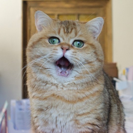 Boubou Mâle British Shorthair