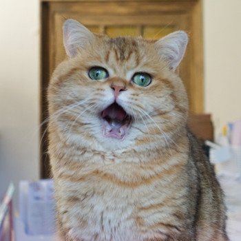 chat British Shorthair Boubou Bon plan Animaux chat British Shorthair Boubou Bon plan Animaux