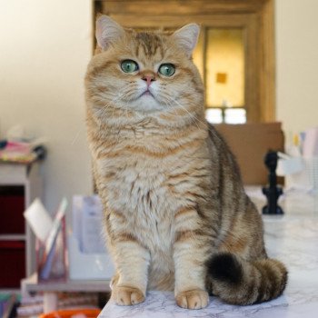 chat British Shorthair golden Boubou Bon plan Animaux chat British Shorthair golden Boubou Bon plan Animaux
