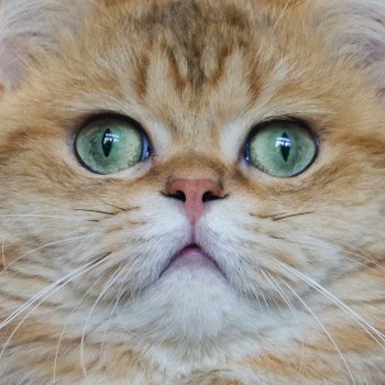 chat British Shorthair golden Boubou Bon plan Animaux chat British Shorthair golden Boubou Bon plan Animaux
