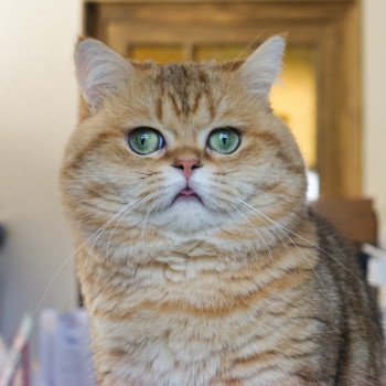 chat British Shorthair golden Boubou Bon plan Animaux chat British Shorthair golden Boubou Bon plan Animaux