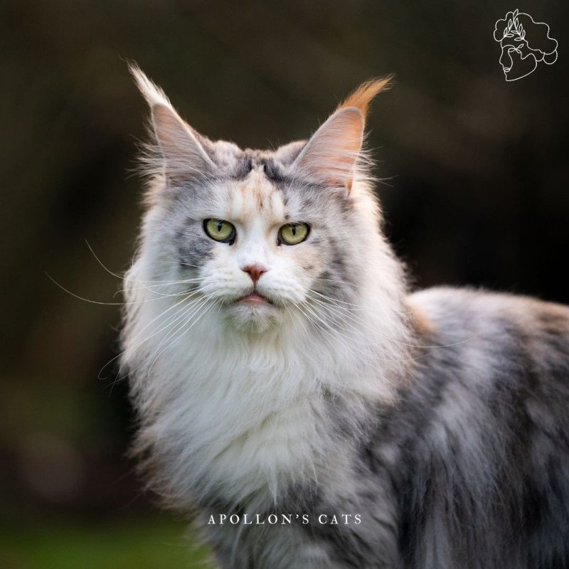 Candice Femelle Maine coon Candice Femelle Maine coon