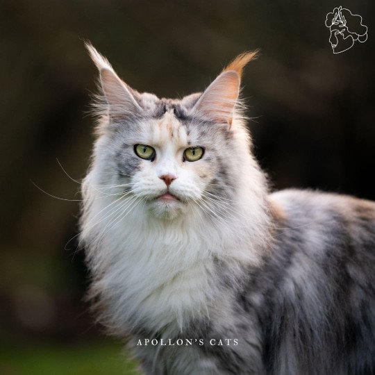 Candice Femelle Maine coon