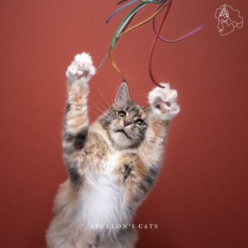 chaton Maine coon Mamamia Apollon's Cats chaton Maine coon Mamamia Apollon's Cats