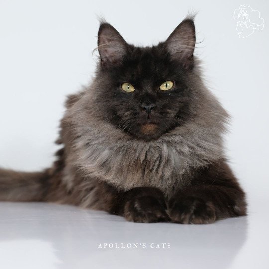 Mambo Mâle Maine coon