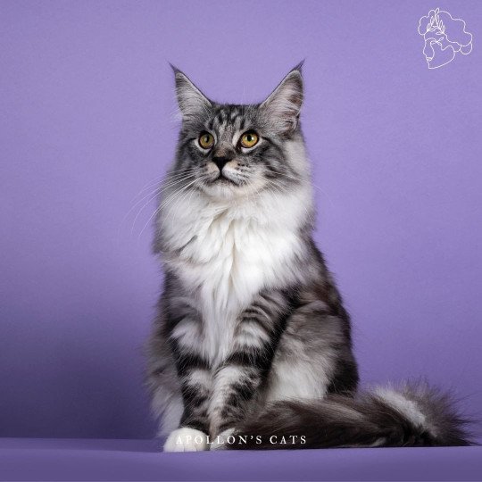 Messi Mâle Maine coon