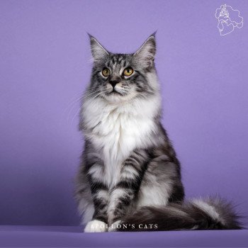 chaton Maine coon Messi Apollon's Cats chaton Maine coon Messi Apollon's Cats
