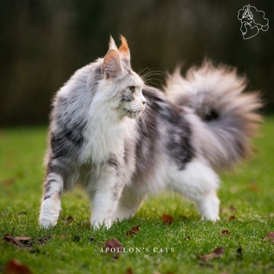 Blake Mâle Maine coon polydactyle