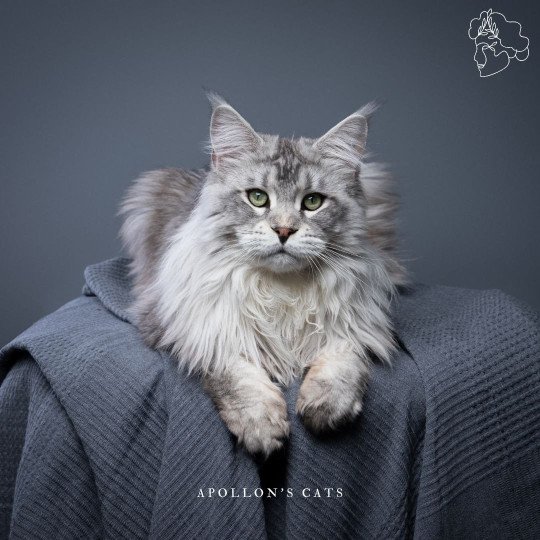 Magalaxy Femelle Maine coon polydactyle
